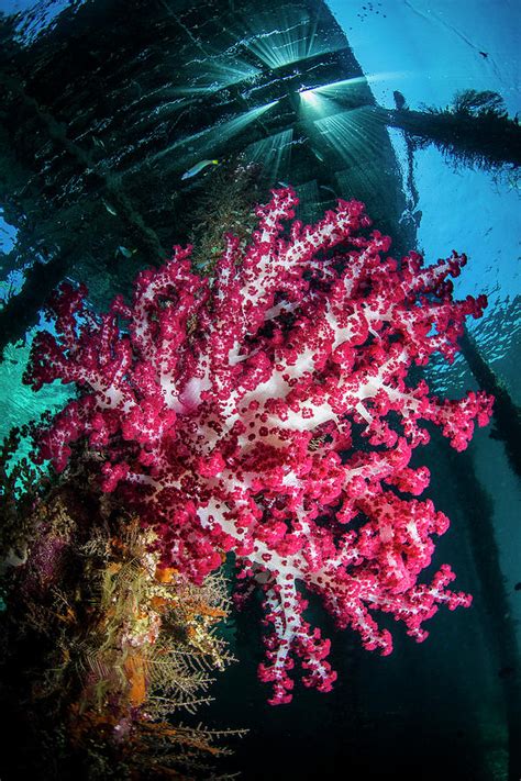 Soft Coral Under Jetty Photograph By Todd Winner Fine Art America
