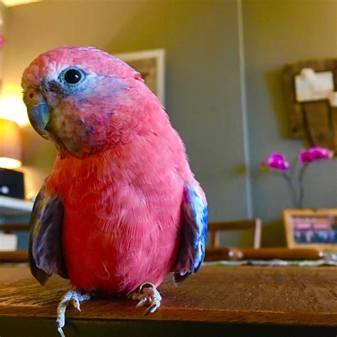 Little Pink Parrots On Twitter Happy 17th Birthday To The Patriarch