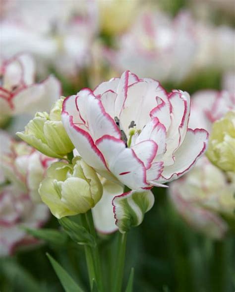 Tulipa Belicia Hayloft