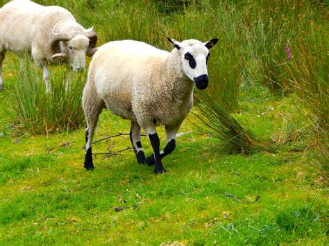Irish Sheep Photograph By Sue Morris Fine Art America