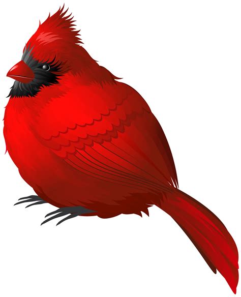 Songbird Northern Cardinal Winter Clip Art Winter Bird Cliparts Png
