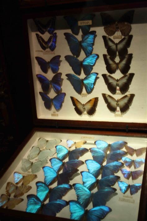 Blue Butterfly Specimens At Horniman Museum Blue Butterfly Mood