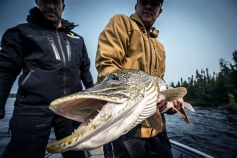 Top 10 Lures For Trophy Northern Pike In Canada Arctic Lodges