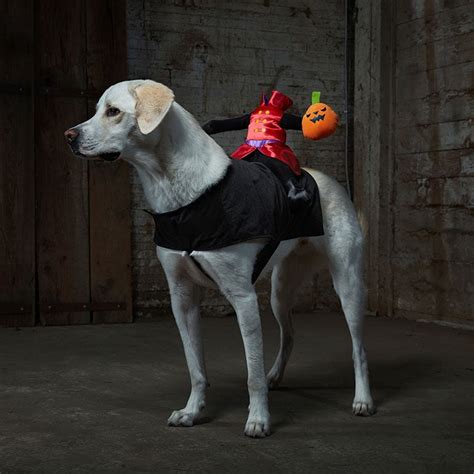 The Best Scary Dog Costumes For Halloween Bechewy