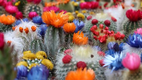 Colorful Cactus Flowers Field Hd Flowers Wallpapers Hd Wallpapers