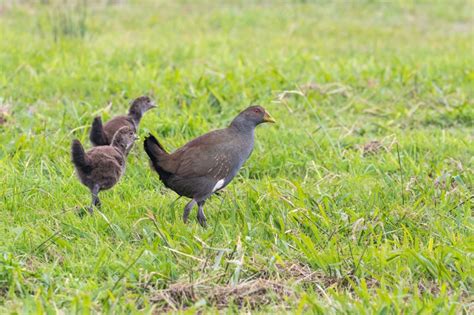 Species Feature Tasmanian Native Hen Australian Wildlife Journeys