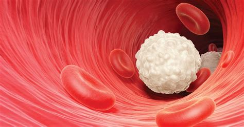 Why Your White Blood Cell Count Is Important Facty Health