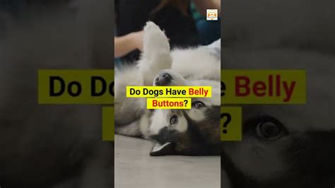 Do Dogs Have Belly Buttons How To Find A Dog Belly Button Video Youtube