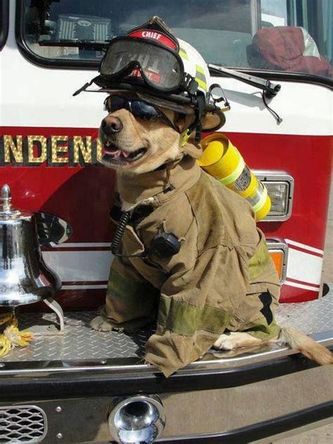 The Daily Cute Dogs In Uniforms Firefighter Fire Dog Firefighter Humor