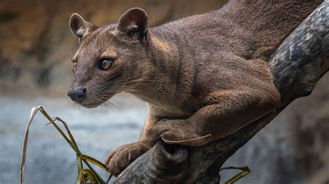 Fossa Madagascars Largest Predator