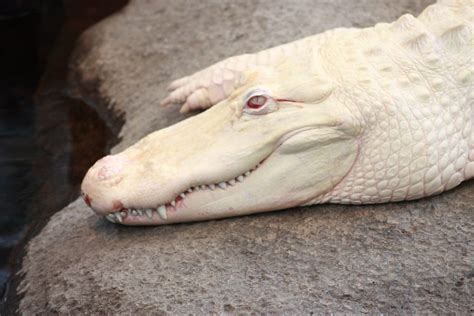 Albino Crocodile Portrait A Photo On Flickriver