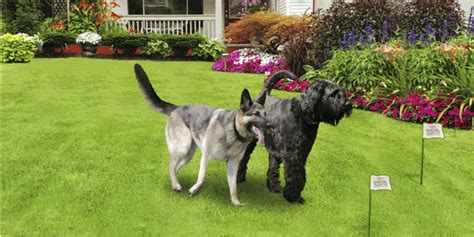 How do electric dog fences work? Low Cost Alternative to Petsafe Invisible Fence® Installation