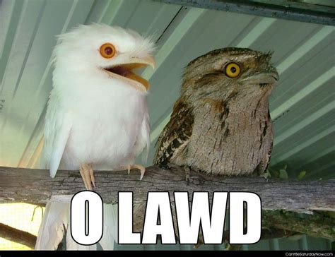 The Absolutely Best Bird Memes Ever