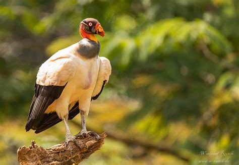 King Vulture Sarcoramphus Papa Birdingplaces