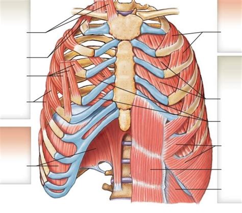 Primary And Accessory Breathing Muscles Diagram Quizlet