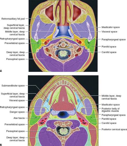 Nasopharynx Cancer Anatomy And Images