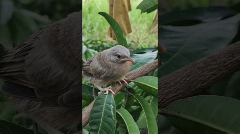 Yellow Billed Babler Demalichcha දෙමලිච්චා Birds Chicks