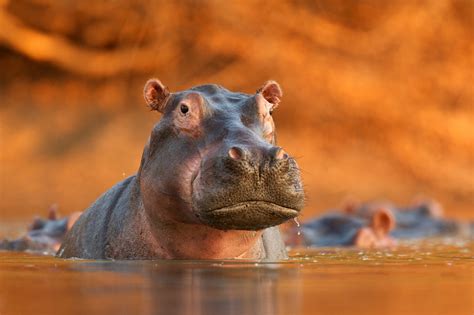 Hipopotamy Escobara Zatruwają Kolumbię Tonami Nawozu National Geographic