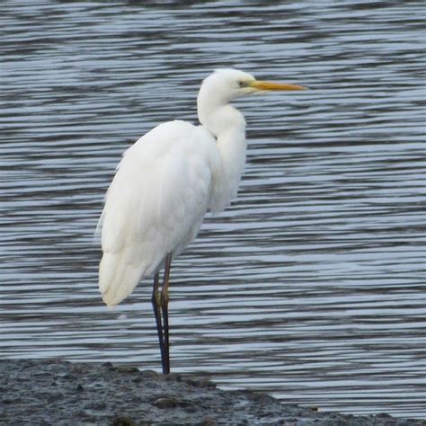Out4aduck A Record Of My Birding Year Great White Egret At Upton Warren