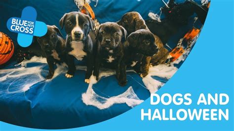 How To Keep Your Dog Safe At Halloween Blue Cross
