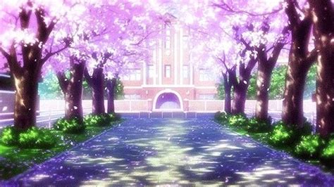 The School Anime Cherry Blossom Anime Scenery Sakura Tree