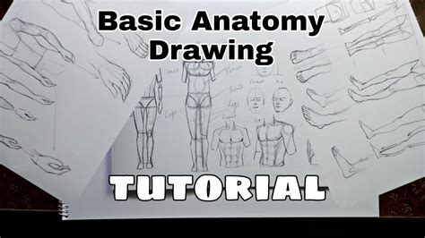 Basic Anatomy Drawing Tutorial Youtube