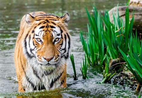 Bengal Tiger Half Soak Body on Water during Daytime · Free Stock Photo