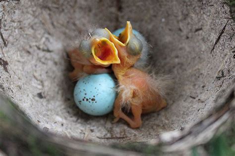 I would think the mom bird teachs the baby bird to fly so the baby bird knows how to fly and take care of the baby the bird will have when it grows up so mom bird takes the food they eat and regurgitates into baby birds beak. 12 Things You Didn't Know About Baby Birds
