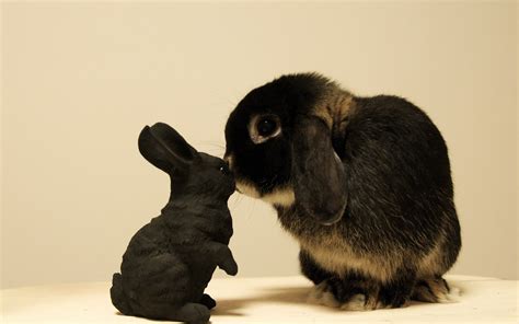 cute rabbit love best wallpapers