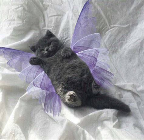 Fairy Cat In 2021 Cute Cats Cute Little Animals Baby Cats