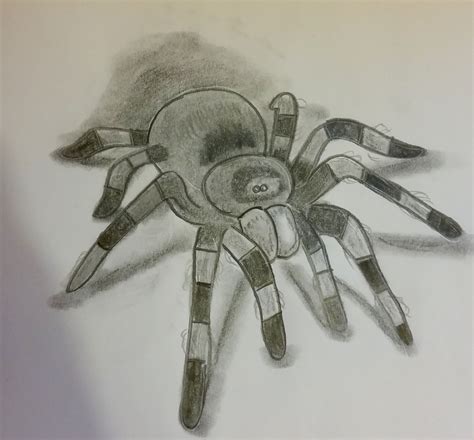 Tarantula Drawing By Jade Hurdle Cute Drawings Spider Art