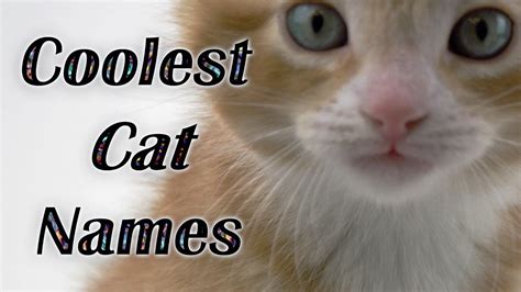 Best Cat Names Coolest Kitten Names Watch Cute Kitties