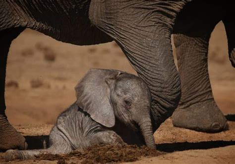 Incredible Pictures Of Newborn Elephant Calf In 2020 Newborn Elephant