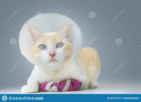 The Cat Was Injured In The Leg Stock Photo Image Of Medical Domestic