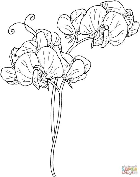 All rights reserved | template by w3layouts. Flower Vine Coloring Pages at GetColorings.com | Free printable colorings pages to print and color