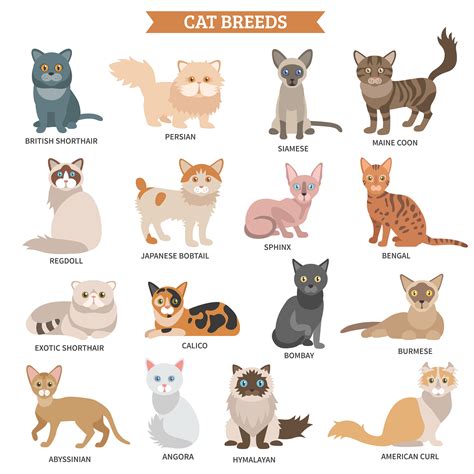Types Of Cats Cartoon