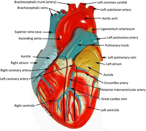 17 Best Images About Anatomy And Physiology Models On Pinterest Heart