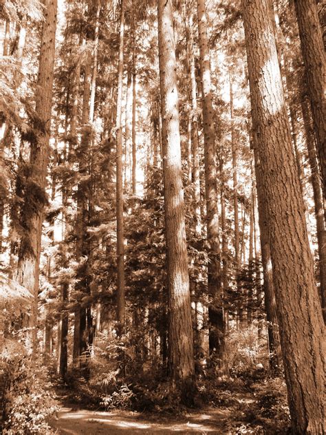 Evergreen Trees Washington Forest Free Stock Photo Public Domain Pictures
