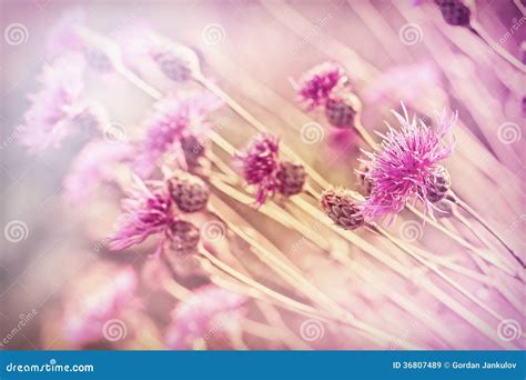 Flowering Thistle Burdock Stock Image Image Of Flora Environment