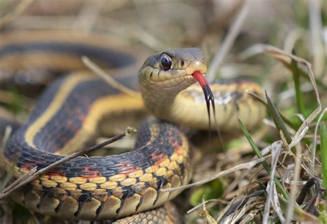 Common Garter Snake Thamnophis Sirtalis With Tongue Out Iowa Usa