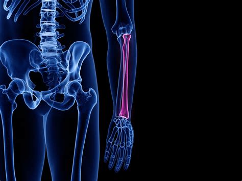 Radius Anatomy Function And Treatment