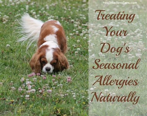 Treating Your Dogs Seasonal Allergies Naturally