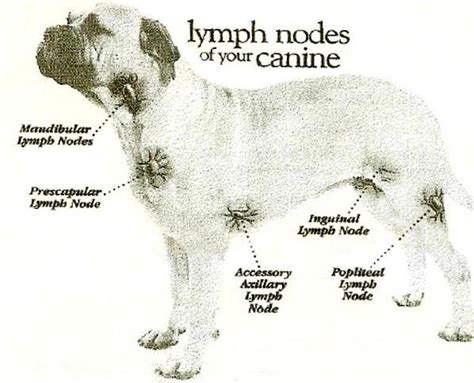 Lymphoma In Dogs Lymphoma In Dog