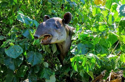 Animales De Costa Rica Una Biodiversidad única Fauna De Costa Rica