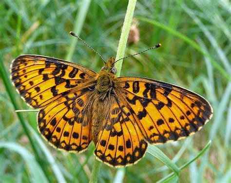 Boloria Selene Tudo Sobre Borboletas