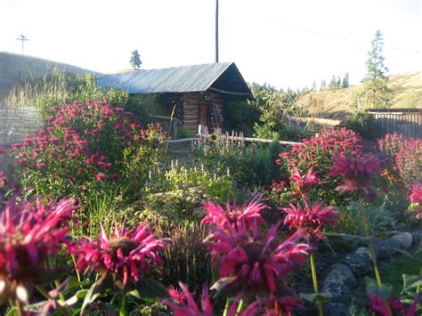 Infuse big impact into your garden using there is a shrub that will work for every taste and situation, whether you struggle with deer, shade, or lack space for a large conifer but want that. root cellar on the ranch | House styles, Plants, Garden