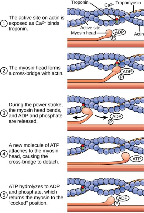 Muscle Contraction And Locomotion Atp And Muscle Contraction Biology Libretexts