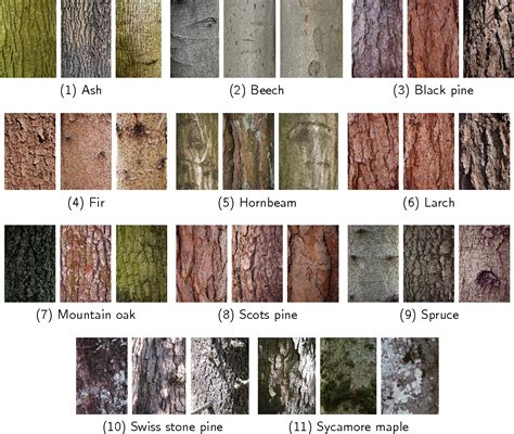 Figure 13 From Tree Identification From Images Semantic Scholar