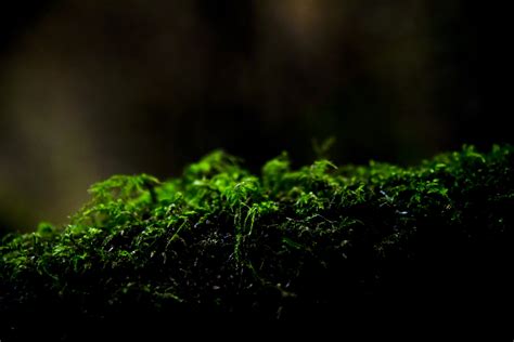 Moss Closeup On A Log Free Stock Photo Public Domain Pictures