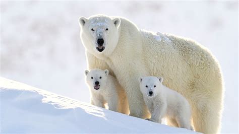 Petition · Save The Polar Bears From Extinction ·